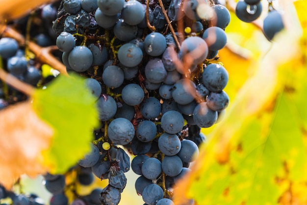 Malbec grapes plantation in the city of Mendoza, Argentina. Selective focus.