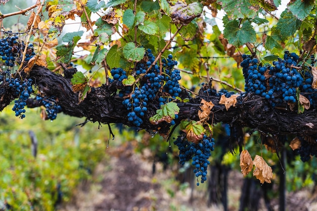 Malbec grapes plantation in the city of Mendoza, Argentina. Selective focus.