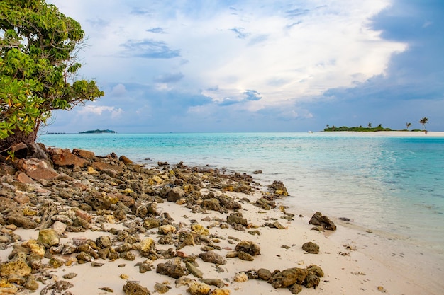 Maldive Islands Sand Beach and green palm foliage view