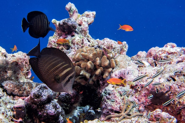 Foto panoramica sottomarina dei coralli e dei pesci delle maldive
