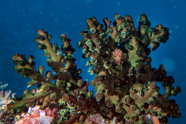 Maldives corals house for fishes green fire coral