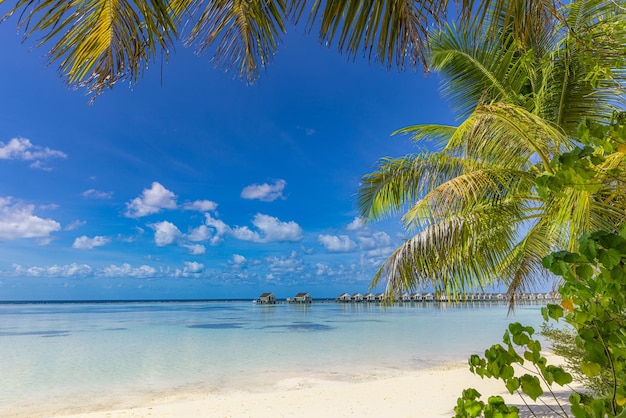 Maldives island beach. Tropical landscape white sand with palm tree leaves. Luxury travel vacation