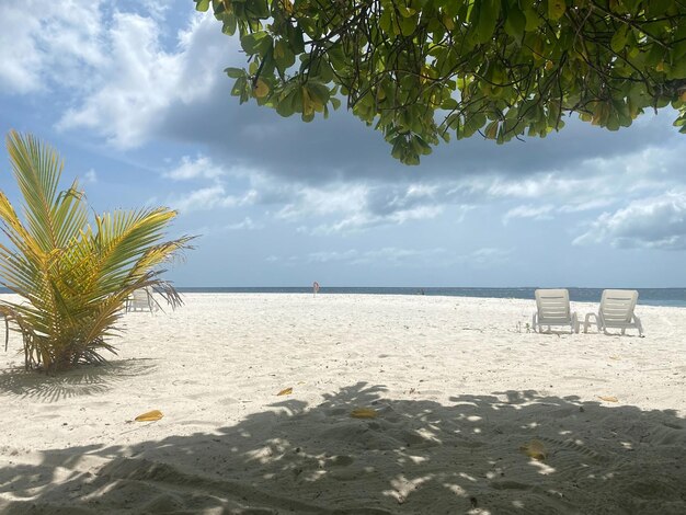 Maldives ocean sea beach palm trees