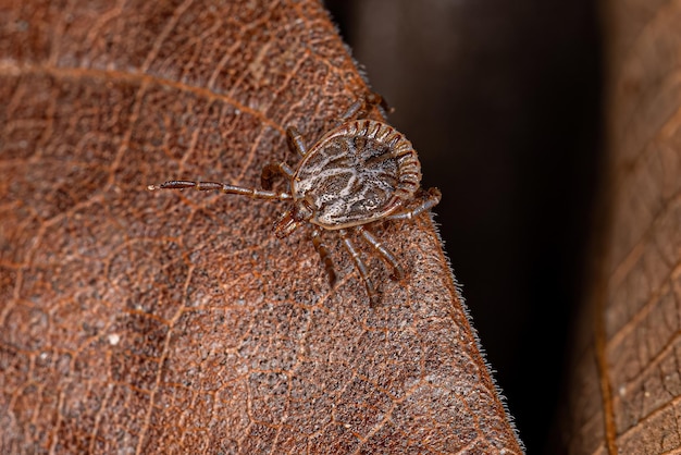 Male Adult Cayenne Tick