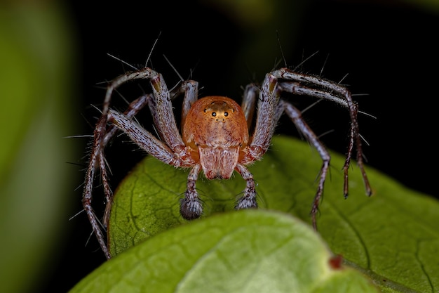 Male Adult Lynx Spider of the Genus Hamataliwa