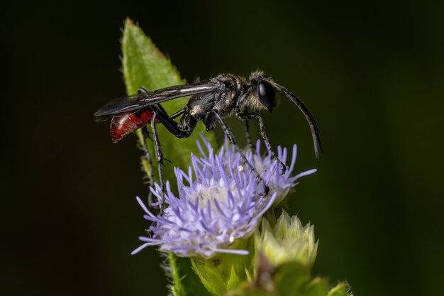Взрослый самец осы с нитчатой талией из рода Prionyx