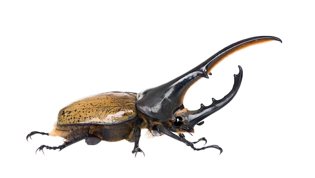 Photo male adulte hercules beetle - dynastes hercules - is the most famous and largest of the rhinoceros beetles.