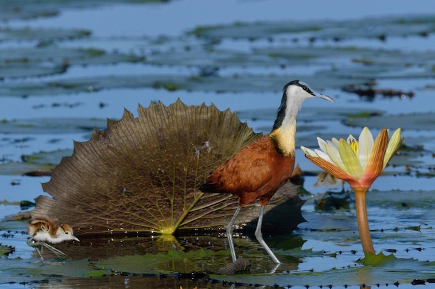 Photo male african jacana actophilornis africana and chick on water lily pads chobe river botswana march