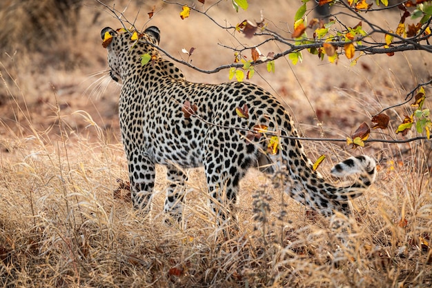 Самец африканского леопарда Panthera Pardus в национальном парке Крюгера