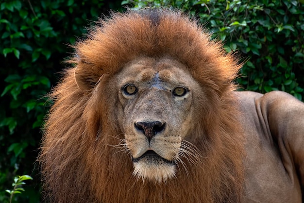 Male african lion in captivity