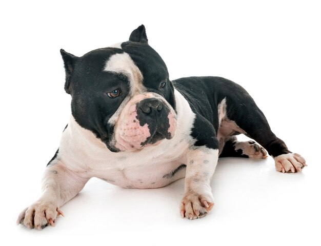 male american bully