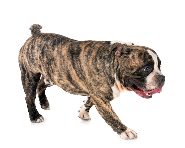 male american bully