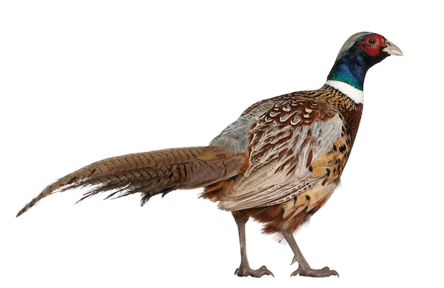 Male American Common Pheasant Phasianus colchicus standing isolated