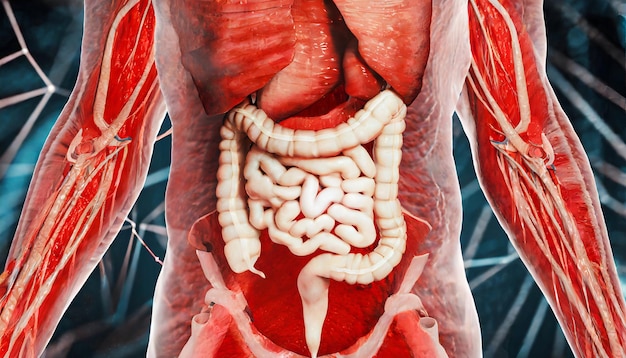 Foto anatomia maschile del sistema intestinale nell'uomo concetto di rendering 3d e rete di tecnologia medica