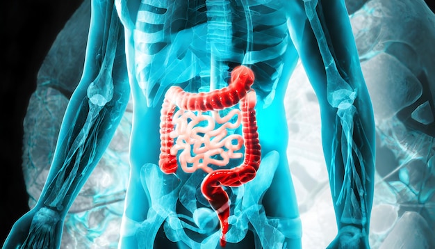 Male anatomy of the intestinal system in humans 3d rendering concept and medical technology network