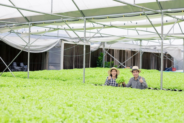 写真 男性と女性の庭師は、水耕栽培の野菜農場から収穫された有機野菜を集めています。