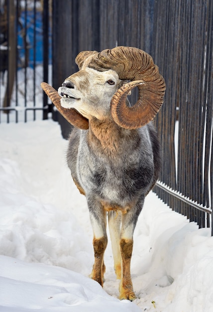 Photo male argali in the snow. wild altai mountain sheep with mighty spiral horns among snowdrifts
