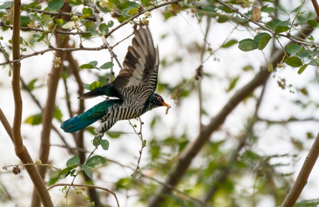 Male Asian emerald cuckoo flying