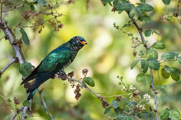 Cuculo smeraldo asiatico maschio che si appollaia sul ramo