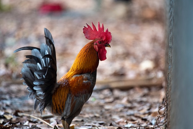 Bantam maschio con capelli lunghi e colorati