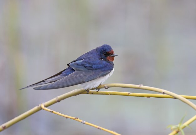 Самец Ласточка (Hirundo rustica) сидит на тонкой веточке.