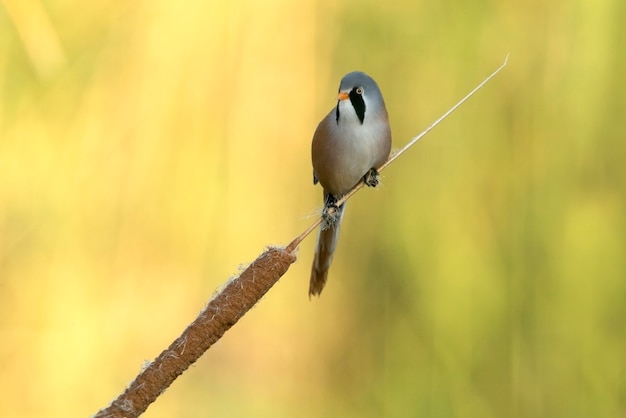 Maschio di barbuto reedling con la prima luce del giorno sulla vegetazione di una zona umida in centr