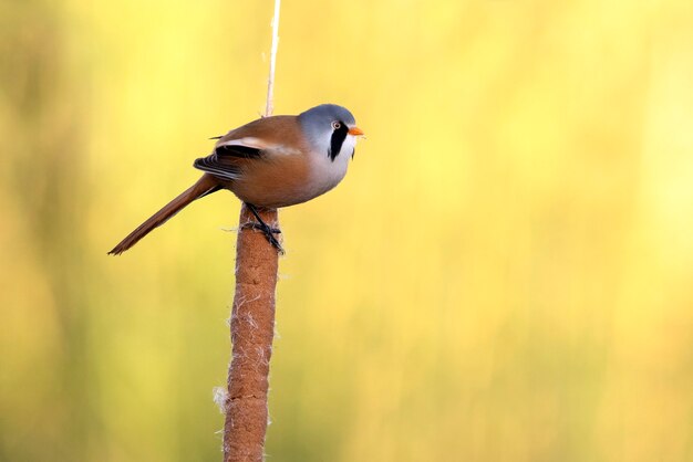 Male of Bearded reedling with the first light of day on the vegetation of a wetland in centr