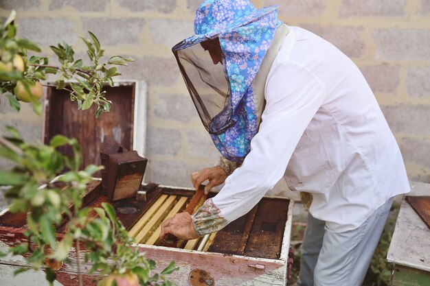 男性の養蜂家が蜂の巣箱または養蜂場から蜂のフレームを取り出します