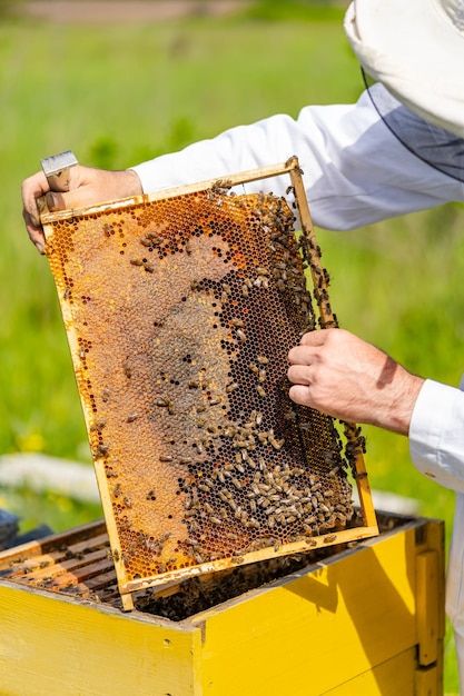 Male beekeeper is working with bees and beehives on the apiary Frames of a bee hive Apiary concept