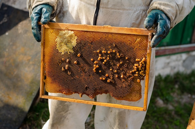 Male beekeeper in white suit holding a frame with honeycombs