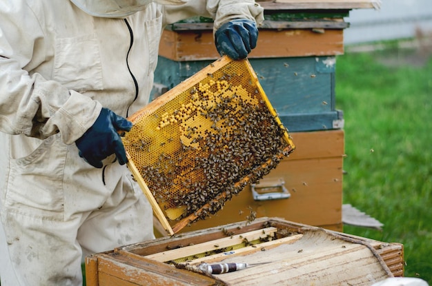 Male beekeeper in white suit holding a frame with honeycombs