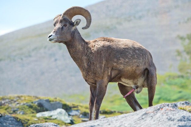Photo male big horn portrait