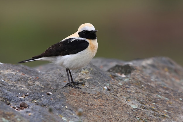 Male of Black-eared wheatear with the first lights of the day, birds, song birds, Oenanthe hispánica