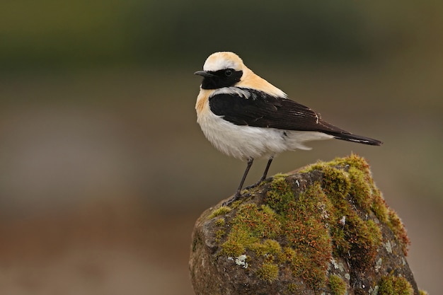 Male of Black-eared wheatear with the first lights of the day, birds, song birds, Oenanthe hispánica