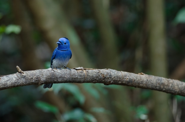 Male Black-naped monarch perching on tree branch