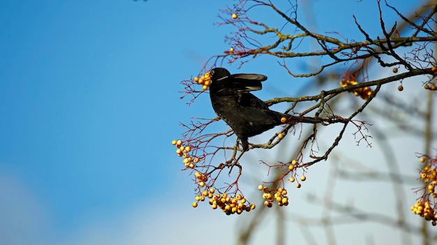 Male blackbird feeding on yellow berries