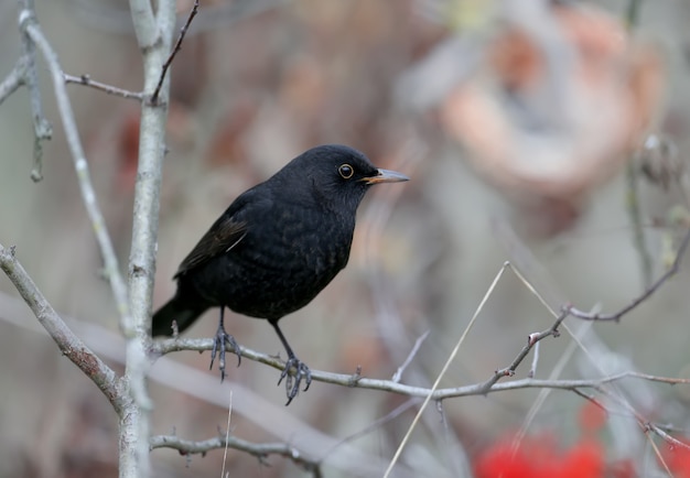 Male blackbird sitting on branches