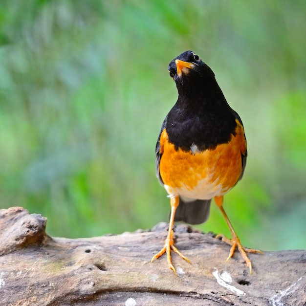 Male Blackbreast Thrush