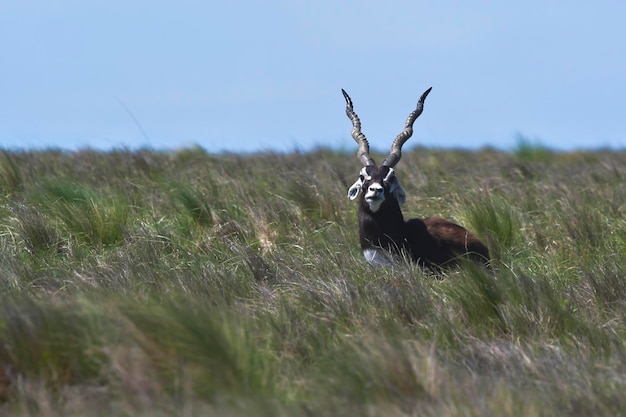 Male Blackbuck Antelope in Pampas plain environment La Pampa province Argentina