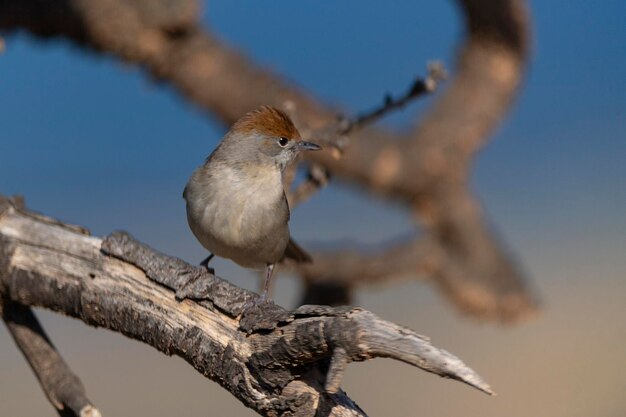 Male Blackcap Sylvia atricapilla Malaga Spain