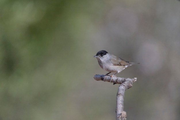 Male blackcap Sylvia atricapilla Malaga Spanje