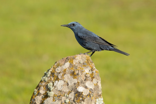 Male blue rock thrush with rutting plumage in the nature