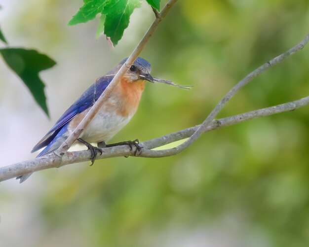 Photo a male bluebird holding nesting materials in his beak and he is perched near his nest