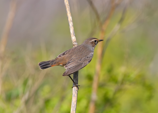 Male bluethroat (Luscinia svecica) in winter plumage filmed on plant branches and sitting on the ground closeup