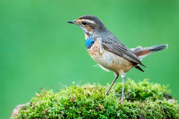 Male bluethroat perching on Mosses , Thailand