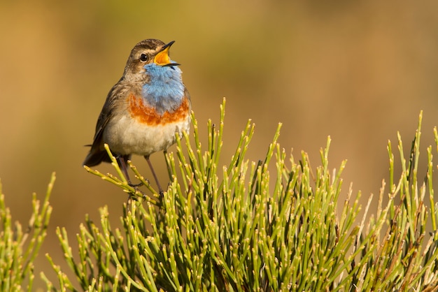 Male of Bluethroat singing with the plumage of the mating season, birds, song birds, Luscinea svecica