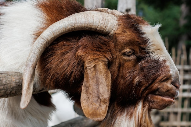 Male Boer goat very awarded in Brazil The Boer is a breed developed in South Africa