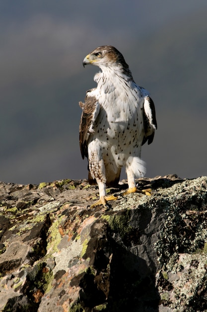 아침의 첫 번째 빛, Aquila fasciata를 가진 Bonelli´s 독수리의 수컷