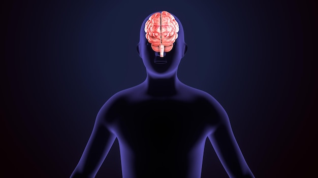 male brain anatomy system 3d illustration