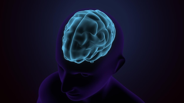 male brain anatomy system 3d illustration